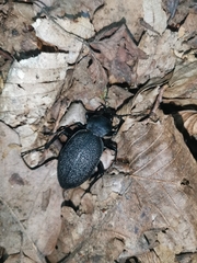 Carabus coriaceus