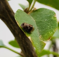 Clastoptera achatina