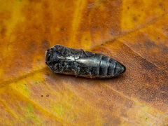 Acmaeodera luzonica volkovitshi