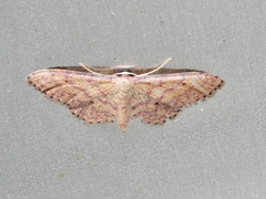Idaea rhodogrammaria