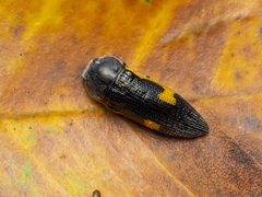 Acmaeodera luzonica volkovitshi