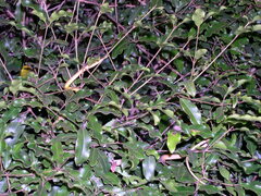 Langaha madagascariensis