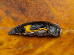 Acmaeodera luzonica volkovitshi