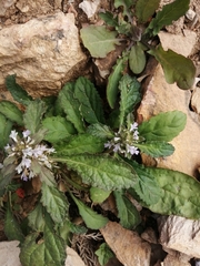 Ajuga