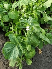 Raphanus sativus radicula