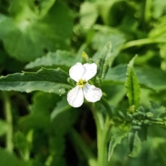 Raphanus sativus radicula