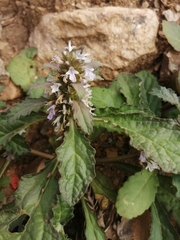 Ajuga