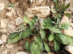 Ajuga