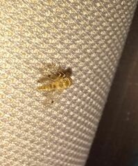 Chrysopilus modestus