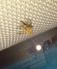 Chrysopilus modestus