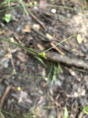 Juncus coriaceus