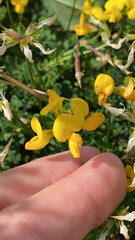 Lotus corniculatus