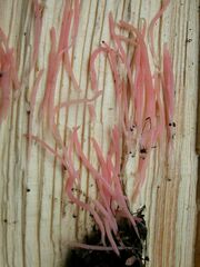 Clavaria rosea