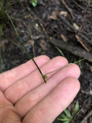 Juncus coriaceus