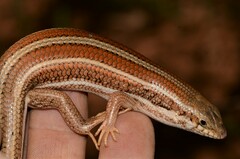 Trachylepis occidentalis