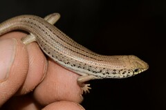 Trachylepis occidentalis