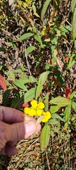 Calceolaria crenata