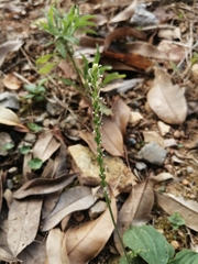 Plantago asiatica