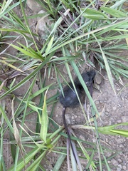 Oryzomys palustris