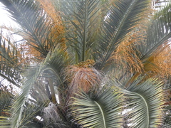 Phoenix canariensis