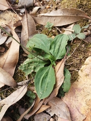 Plantago asiatica