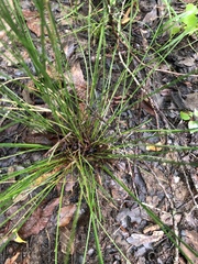 Juncus coriaceus