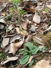 Plantago asiatica