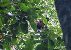 Pithecia chrysocephala