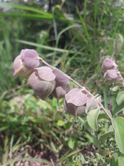 Tinnea antiscorbutica