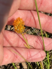 Polygala lutea