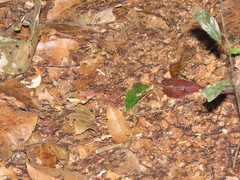 Eciton burchellii