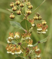 Xysmalobium orbiculare