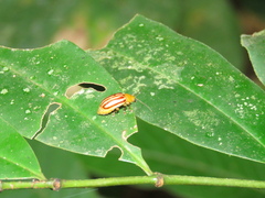 Exora belemea