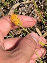 Polygala lutea