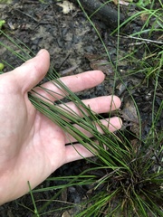 Juncus coriaceus