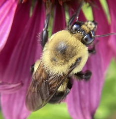 Bombus griseocollis