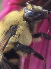 Bombus griseocollis
