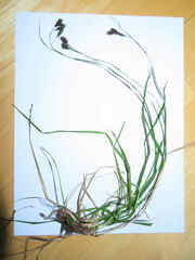 Carex atratiformis
