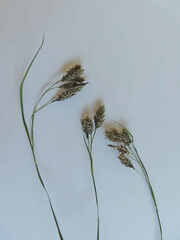 Carex atratiformis