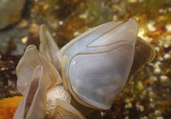Dosima fascicularis