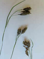 Carex atratiformis