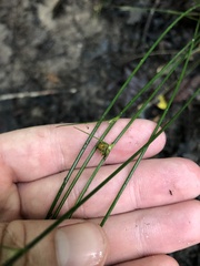 Juncus coriaceus