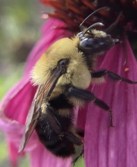 Bombus griseocollis