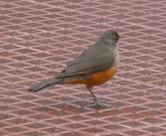 Turdus rufiventris