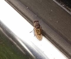 Paralimna punctipennis