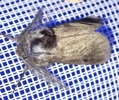 Ptilomacra senex