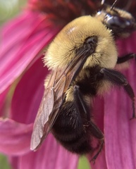 Bombus griseocollis