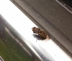 Paralimna punctipennis