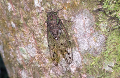 Tanna viridis