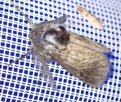 Ptilomacra senex